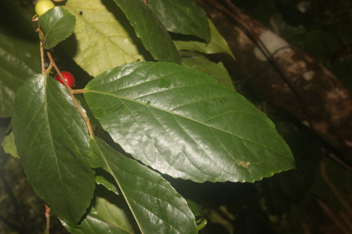 Flacourtia inermis Roxb.